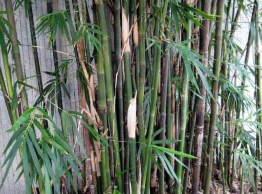 小簕竹