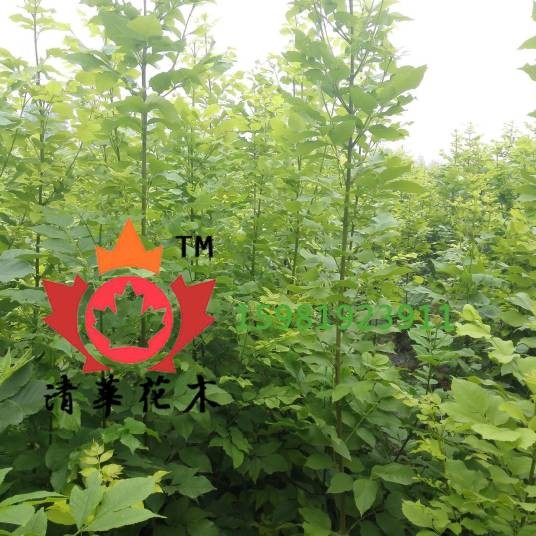 金叶白蜡