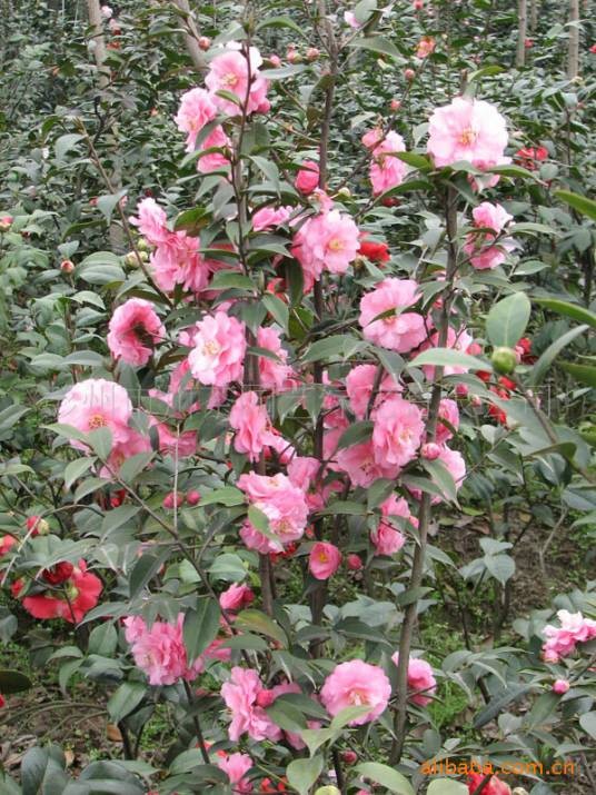 春节（山茶科山茶属植物）
