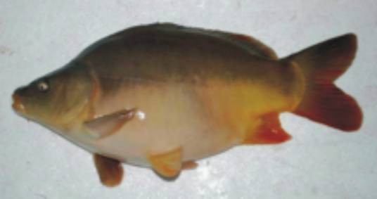 松浦镜鲤