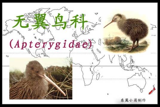 无翼鸟科
