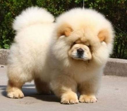 松狮犬(以独特蓝舌和环状领著称的中国犬种(犬科犬属动物))