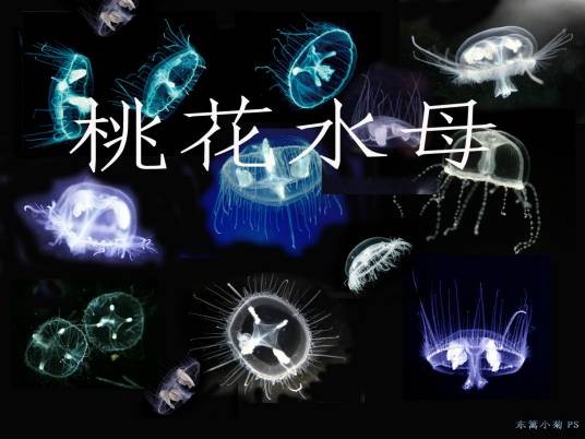 桃花水母（笠水母科桃花水母属中的一种动物）