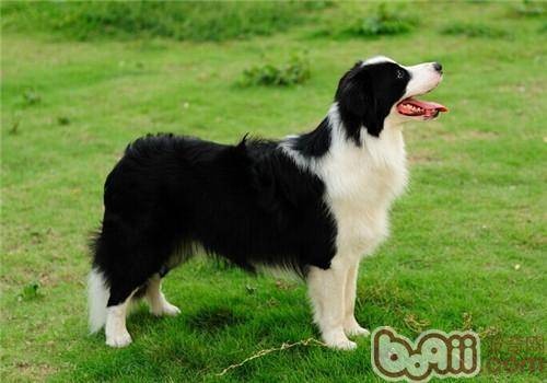 边境牧羊犬（以牧羊闻名的高智商犬种（犬科犬属动物））