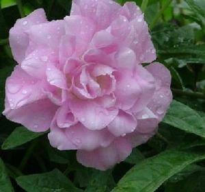 白大花千斤藤