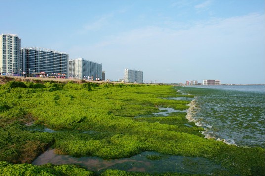 条浒苔