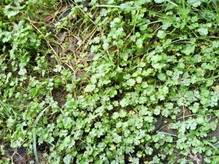 天胡荽（五加科、天胡荽属植物）