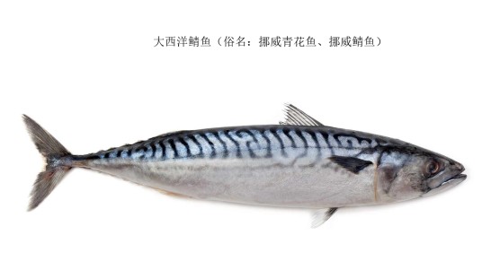 鲭鱼属