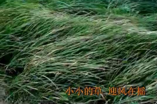 小草（郑智化演唱歌曲）
