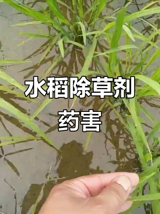 水稻除草剂药害
