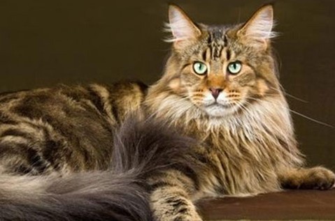 缅因猫(猫科猫属动物)
