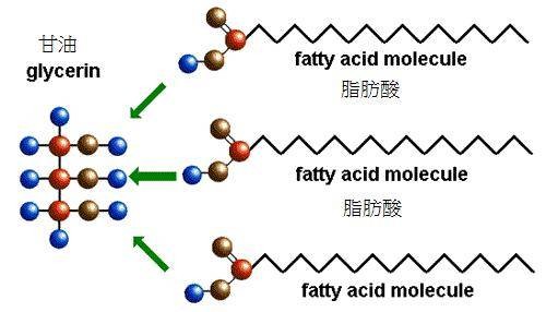 游离脂肪酸含量