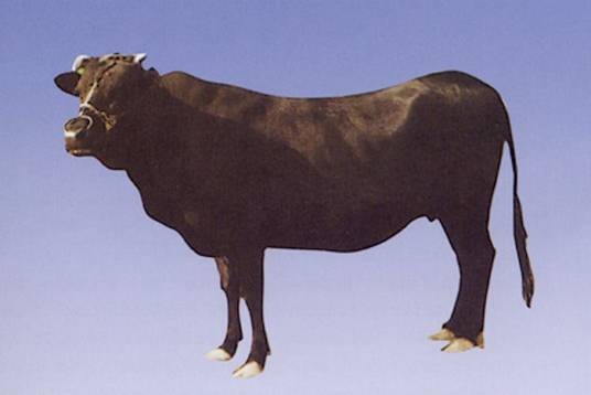渤海黑牛（牛科牛属动物）
