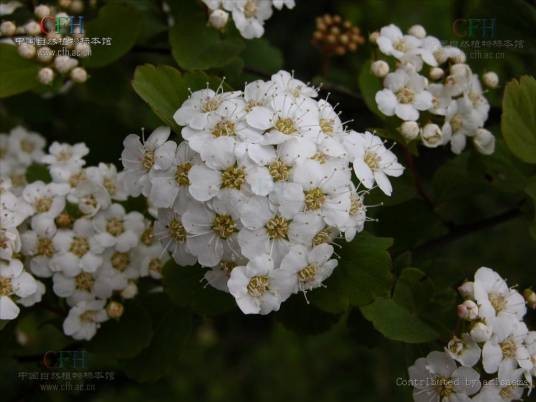 绣球绣线菊