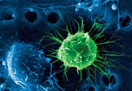诱导的多能性干细胞(Induced pluripotent stem cells, iPS)