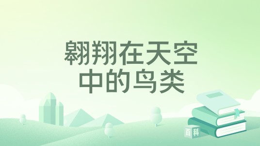 翱翔在天空中的鸟类