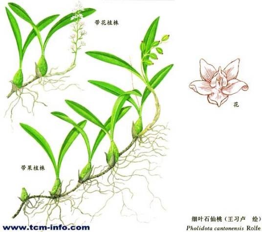 贵州石仙桃