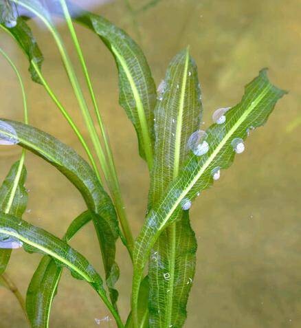 竹叶眼子菜