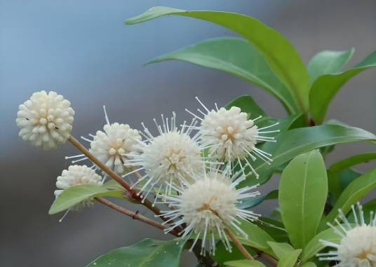 水团花（茜草科水团花属植物）