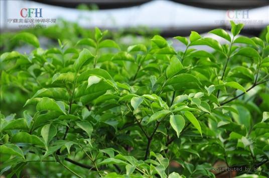 海南菜豆树