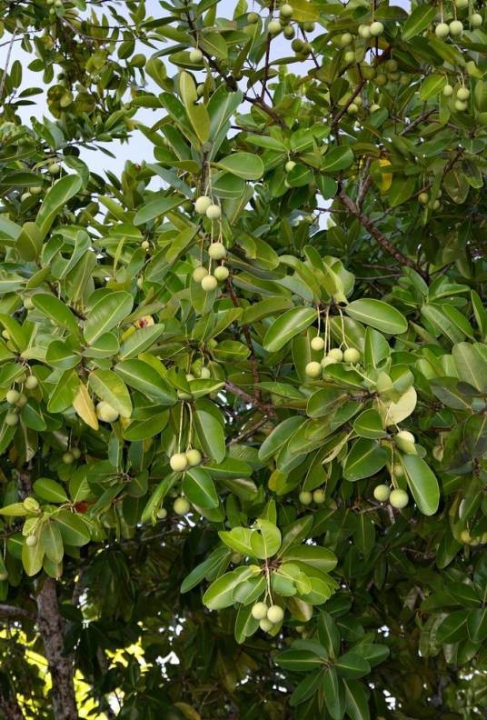红厚壳（红厚壳科红厚壳属植物）