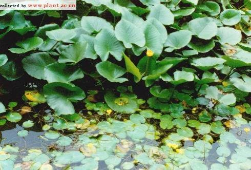 萍蓬草（睡莲科萍蓬草属植物）