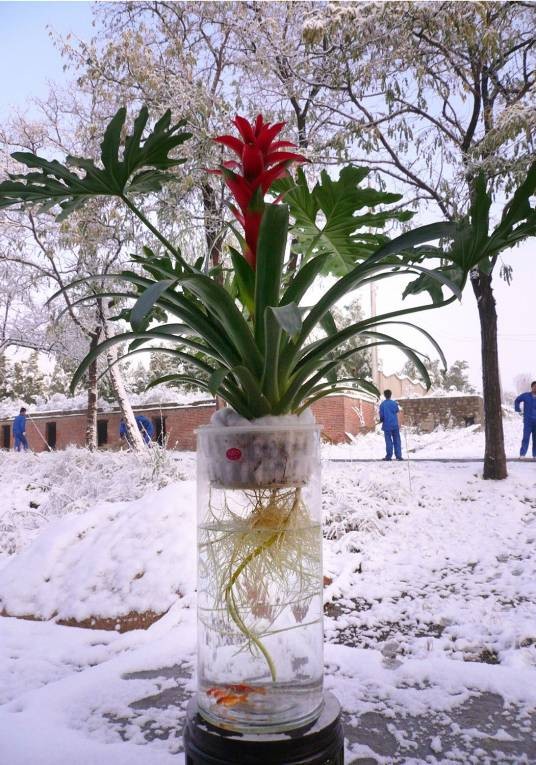 水培花