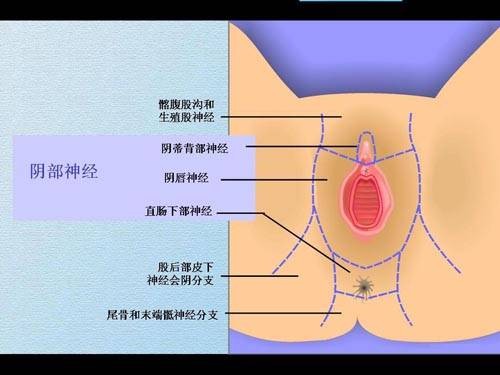 会阴体