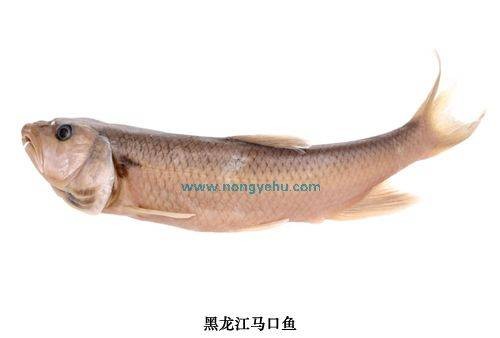 黑龙江马口鱼