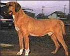 土佐獒犬