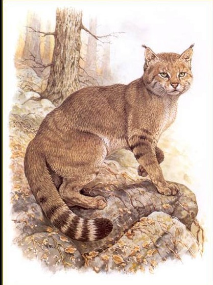 荒漠猫