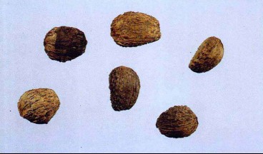 油桐子（中药）