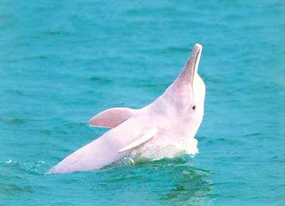珠江口中华白海豚国家级自然保护区