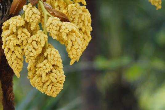 棕花（棕榈科棕榈属植物的花序）