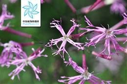 鹤草