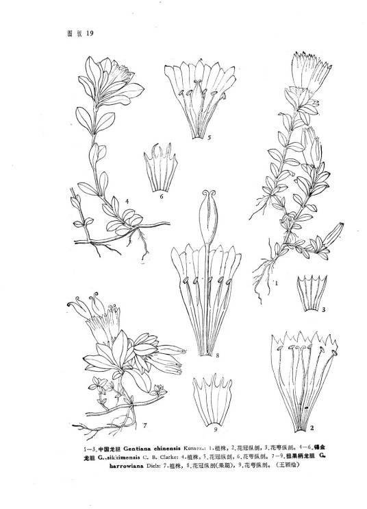 中国龙胆