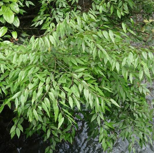 多脉鹅耳枥(桦木科鹅耳枥属植物)