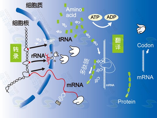 基因表达调控（即从DNA到蛋白质的调节过程）