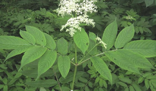 血满草（中药）