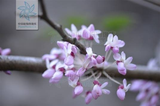 湖北紫荆（豆科紫荆属植物）