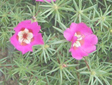 午时花（中药）