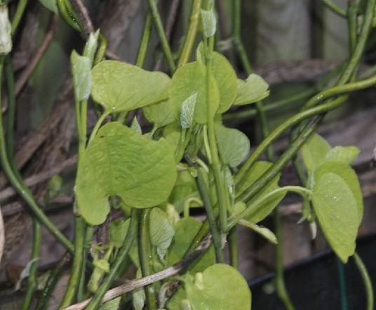 关木通（马兜铃科关木通属植物）