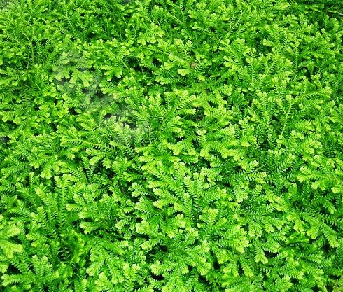 蜂药（中药）