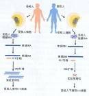 绒毛膜癌症