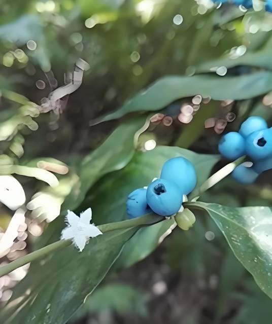 罗浮（芸香科金橘属观果植物）