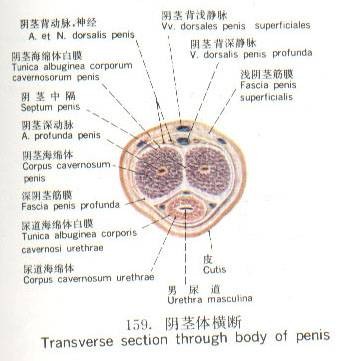 阴茎体