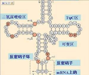 分子遗传学（遗传学学科）