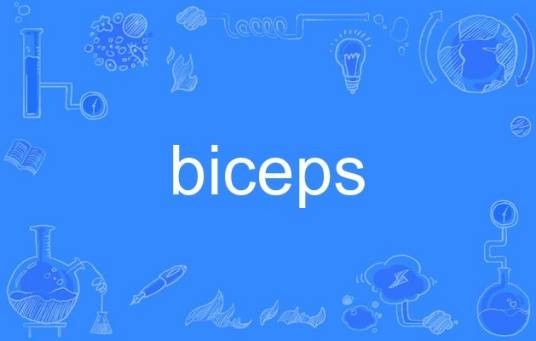 biceps（英语单词）