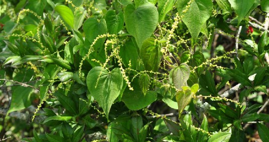 粘山药（中药）