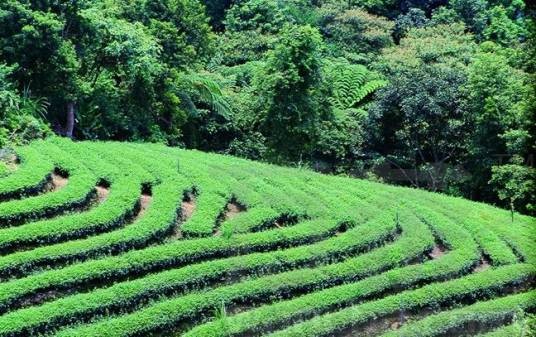 灵岩有机茶